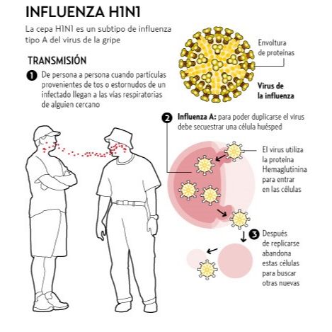 La transmisión de la influenza AH1N1 se efectúa cuando el virus ingresa en las vías respiratorias. 